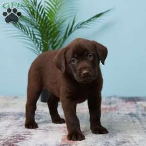 Trixie, Chocolate Labrador Retriever Puppy